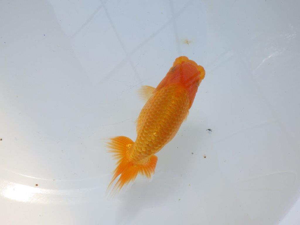 【愛知 実力派　当歳らんちゅう 】上品な尾構えのらんちゅう　約12,5cm メス？の上身