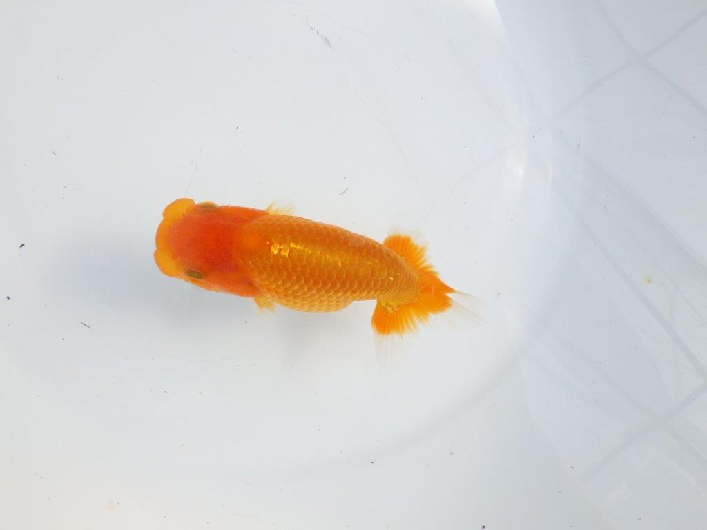 【逸品当歳らんちゅう】目先が長く頭が良いらんちゅう　約12,5ｃｍ前後　メス？の上身