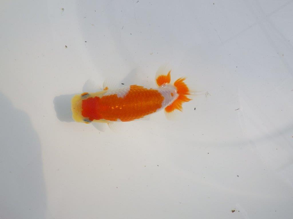 【逸品当歳らんちゅう】非常に綺麗で映える更紗らんちゅう　約11,5ｃｍ前後　オス？