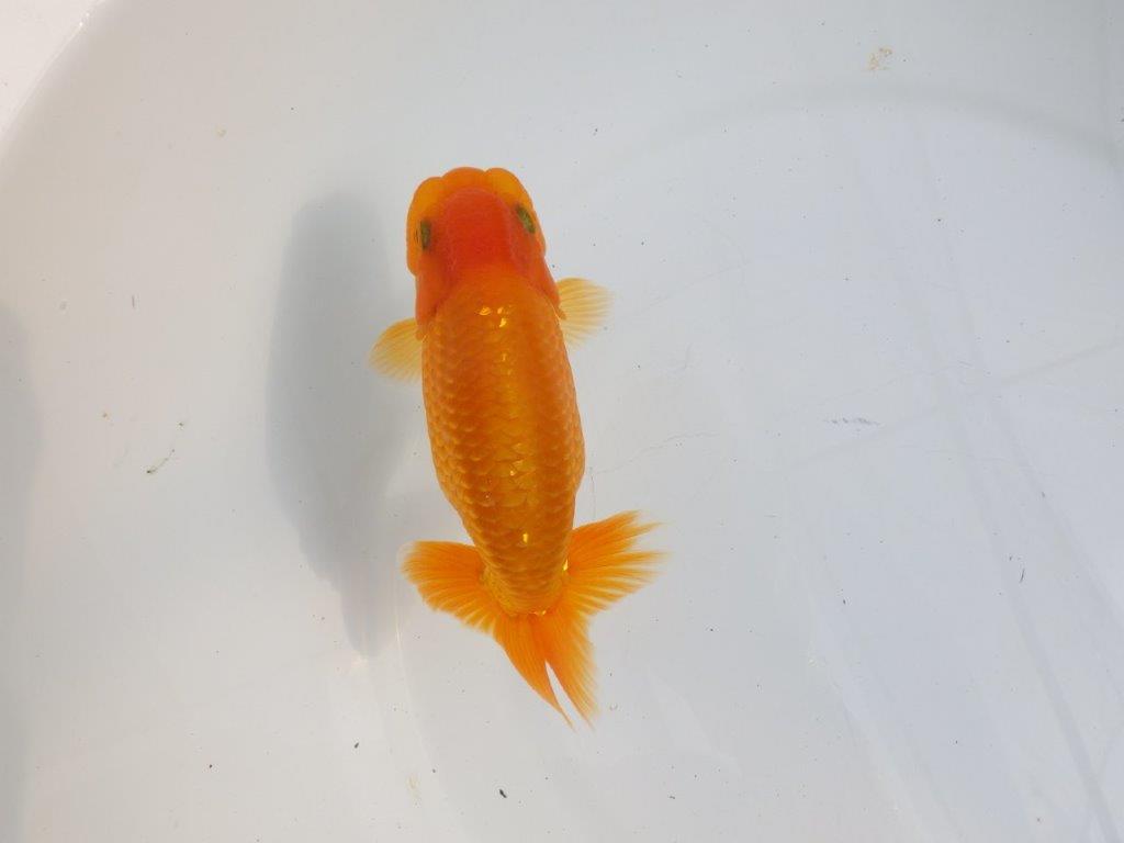 【逸品当歳らんちゅう】尾型、構えに味があるらんちゅう　約13,5ｃｍ前後　オス？の上身