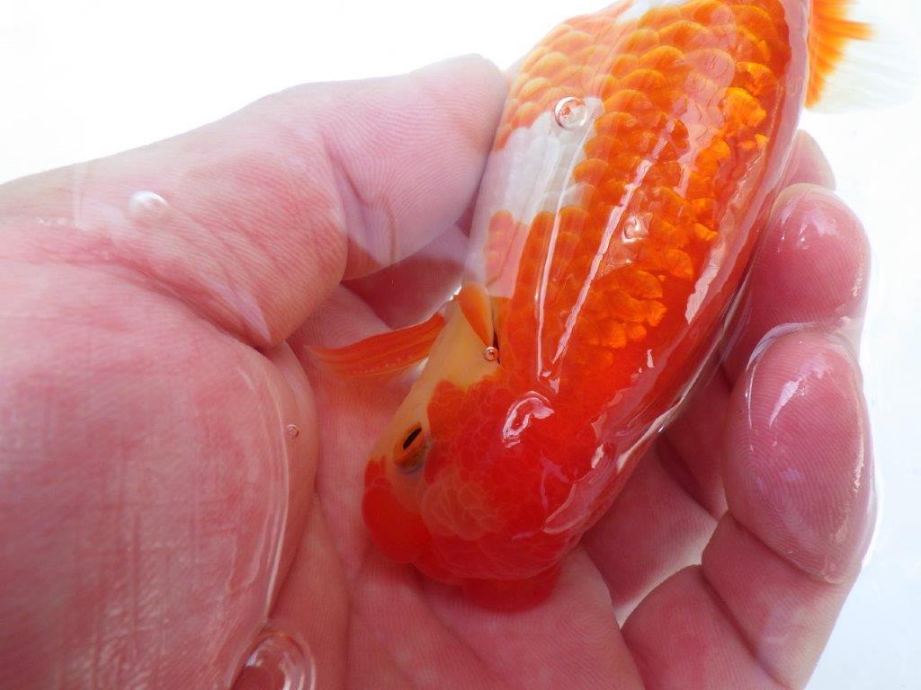 【激レア入荷全国トップブリーダー山田芳人氏 】綺麗な更紗当歳らんちゅう約12㎝オス?
