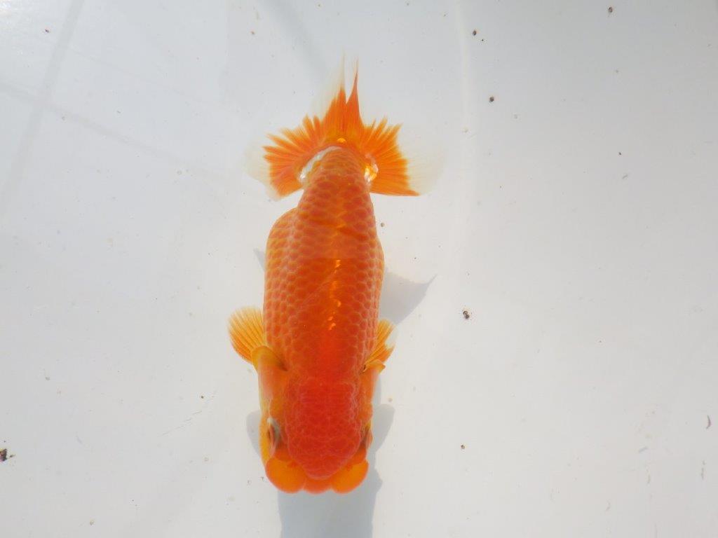 【激レア入荷全国トップブリーダー山田芳人氏 】頭が良い当歳らんちゅう約12㎝オス？の上身