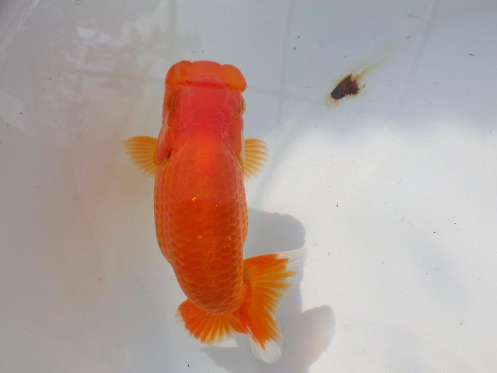 【激レア入荷全国トップブリーダー山田芳人氏 】幅があるタイプの当歳らんちゅう約12,5㎝メス?