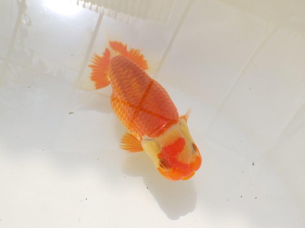 【激レア入荷全国トップブリーダー山田芳人氏 】上見がお勧め当歳らんちゅう約11,5㎝オス?