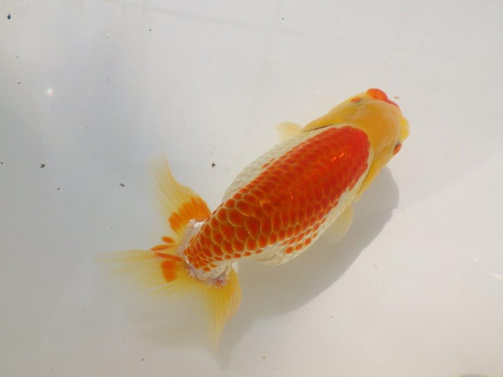 【激レア入荷全国トップブリーダー山田芳人氏 】カナコ系更紗!当歳らんちゅう約13㎝オス?