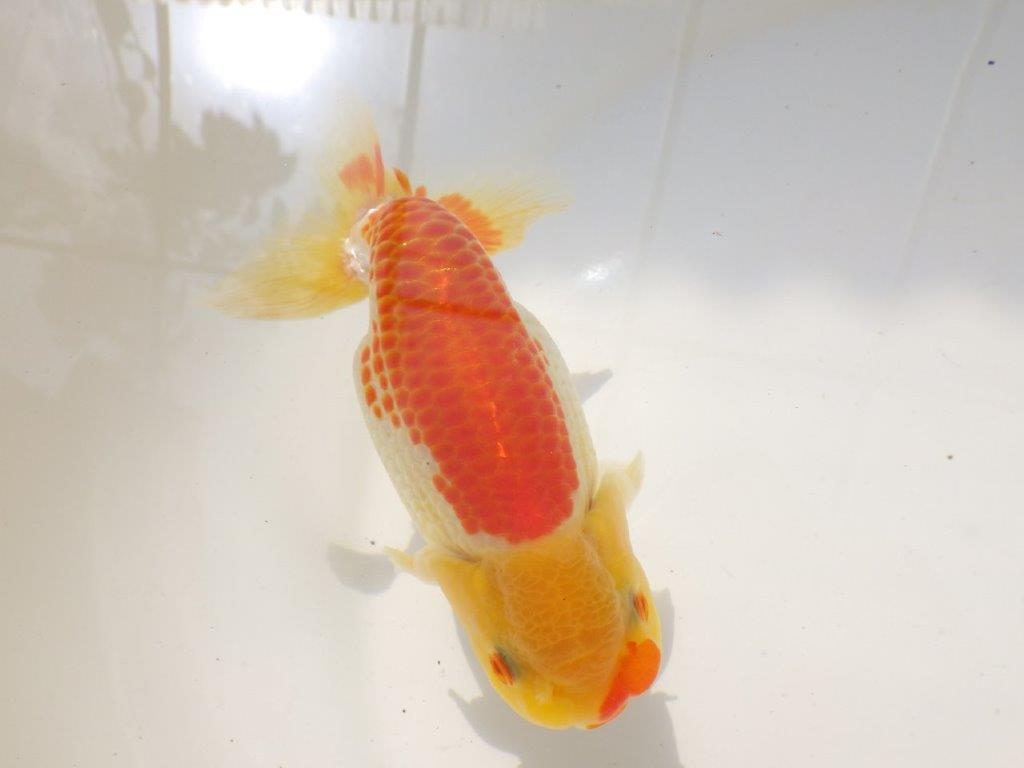 【激レア入荷全国トップブリーダー山田芳人氏 】カナコ系更紗!当歳らんちゅう約13㎝オス?