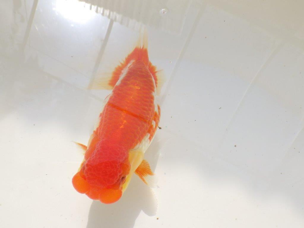 【激レア入荷全国トップブリーダー山田芳人氏 】このタイプがお勧め当歳らんちゅう約12㎝オス?