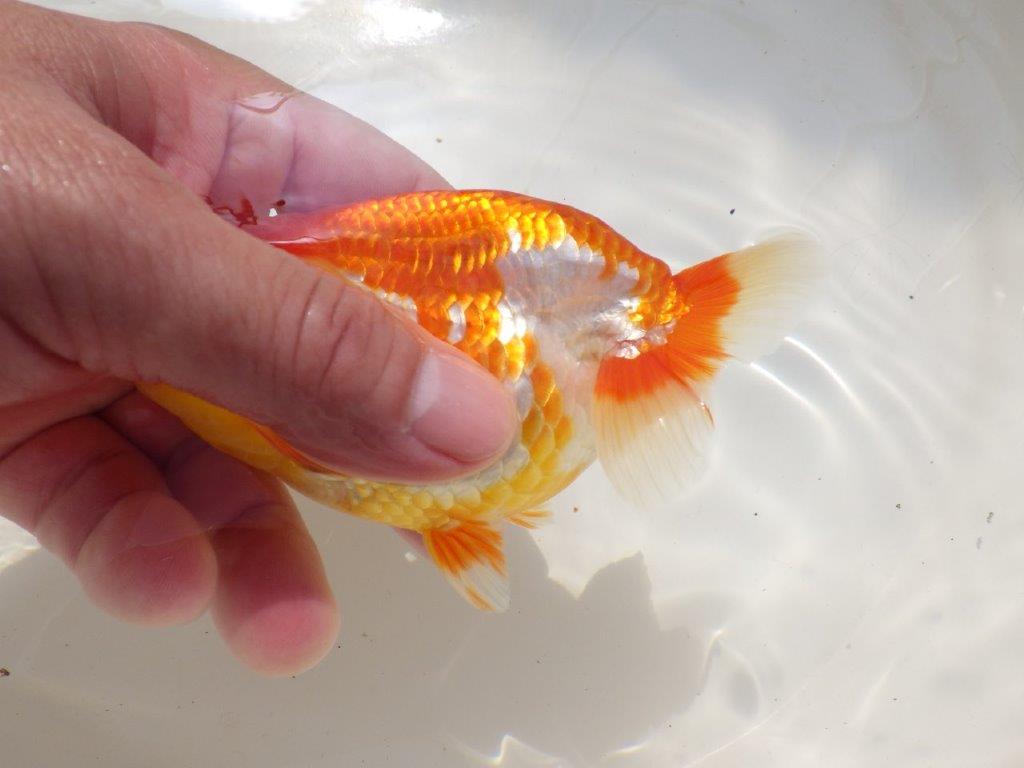【激レア入荷全国トップブリーダー山田芳人氏 】このタイプがお勧め当歳らんちゅう約12㎝オス?