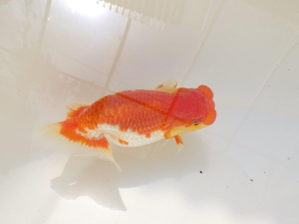 【激レア入荷全国トップブリーダー山田芳人氏 】このタイプがお勧め当歳らんちゅう約12㎝オス?