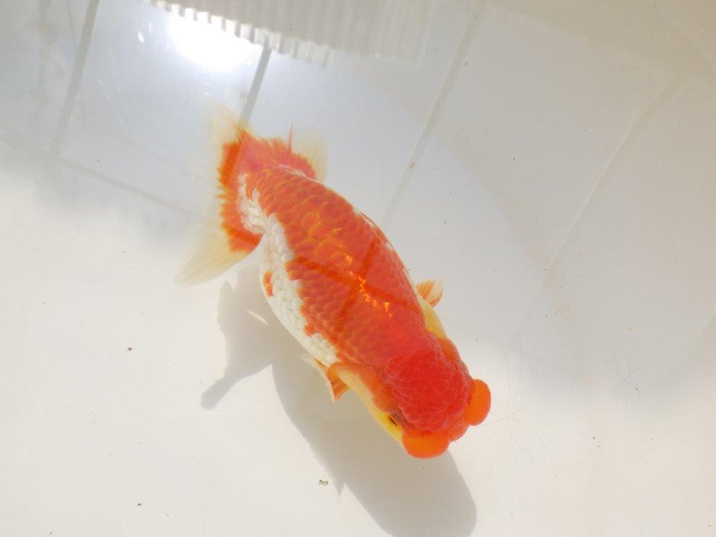 【激レア入荷全国トップブリーダー山田芳人氏 】このタイプがお勧め当歳らんちゅう約12㎝オス?