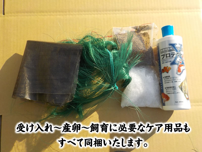はじめてのらんちゅう産卵セット第一弾！2024年に向けて系統魚で仔引きにチャレンジできます