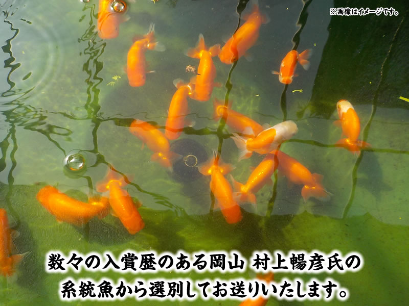 はじめてのらんちゅう産卵セット第一弾！2024年に向けて系統魚で仔引きにチャレンジできます