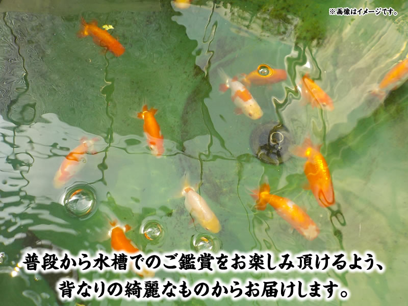 はじめてのらんちゅう産卵セット第一弾！2024年に向けて系統魚で仔引きにチャレンジできます