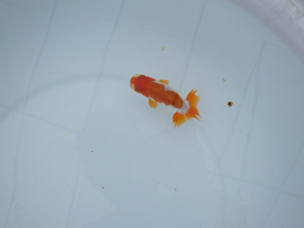 【三河金鱗会　当歳魚　小の部 】残念賞Ａ　約9,5cm  オス？