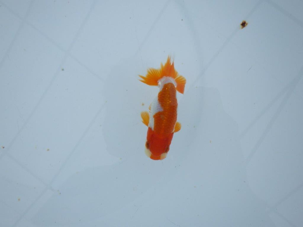 【三河金鱗会　当歳魚　小の部 】残念賞Ａ　約9,5cm  オス？