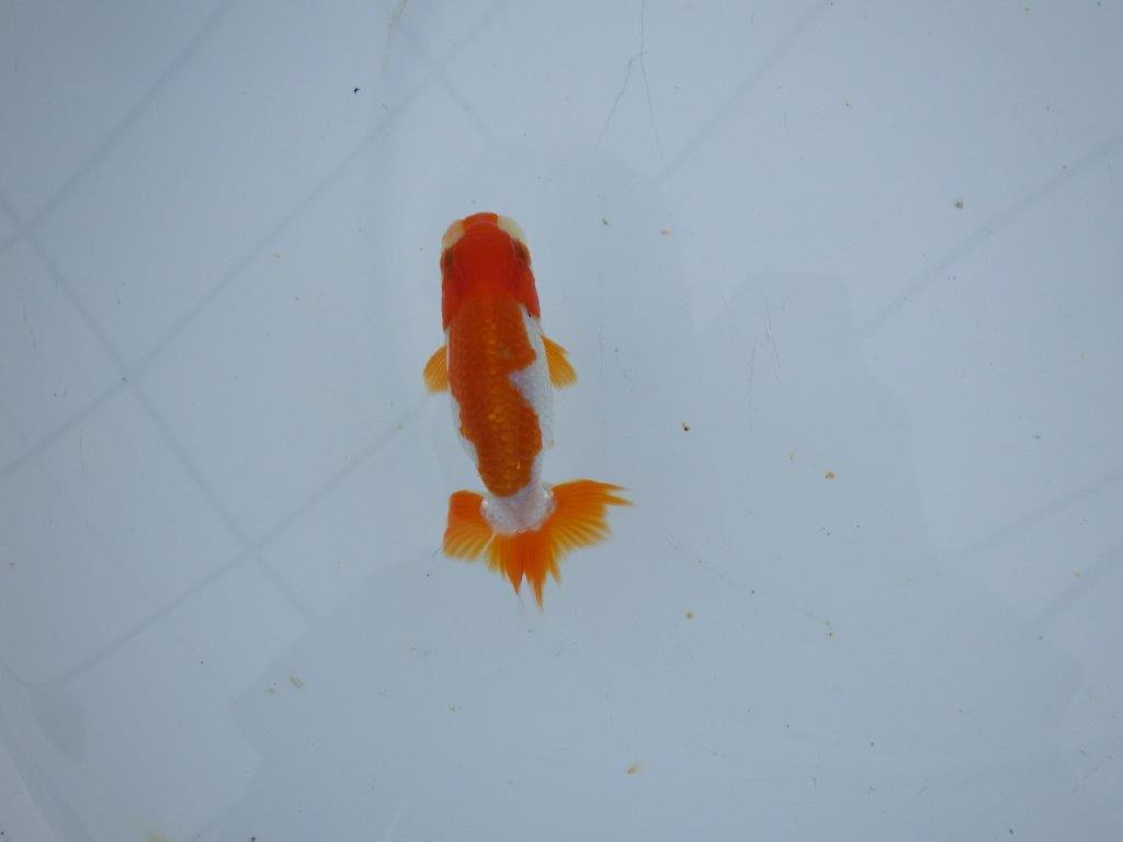 【三河金鱗会　当歳魚　小の部 】残念賞Ａ　約9,5cm  オス？