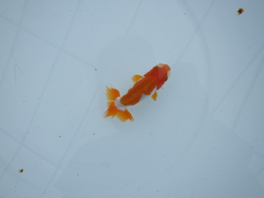 【三河金鱗会　当歳魚　小の部 】残念賞Ａ　約9,5cm  オス？