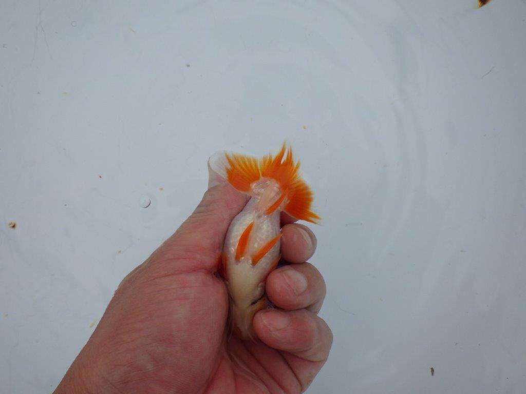 【三河金鱗会　当歳魚　小の部 】残念賞Ａ　約9,5cm  オス？