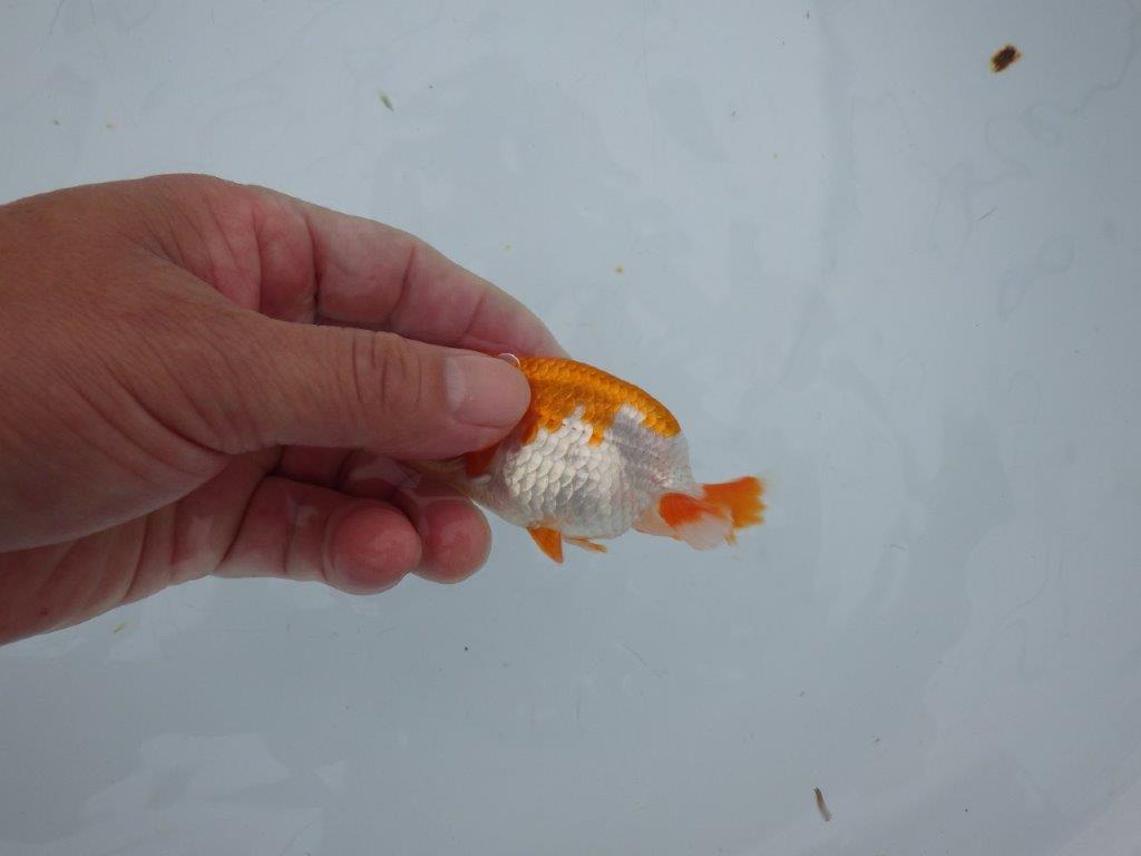 【三河金鱗会　当歳魚　小の部 】残念賞Ａ　約9,5cm  オス？