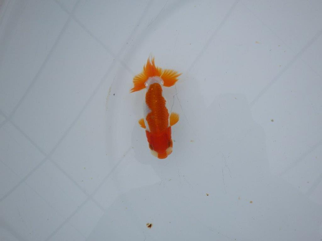 【三河金鱗会　当歳魚　小の部 】残念賞Ａ　約9,5cm  オス？