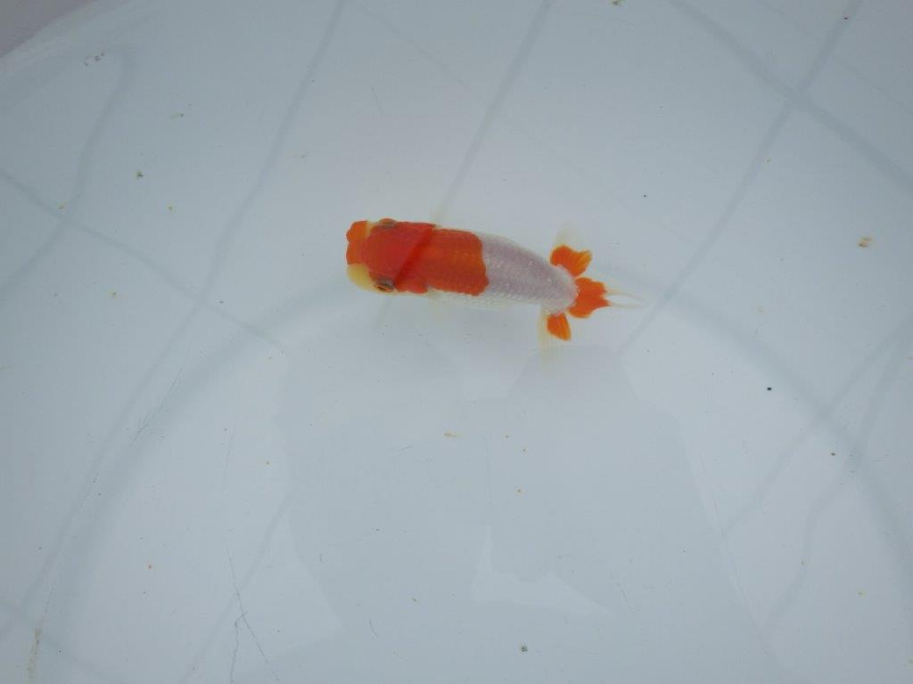 【三河金鱗会　当歳魚　小の部 】残念賞B　約9,5cm  メス？