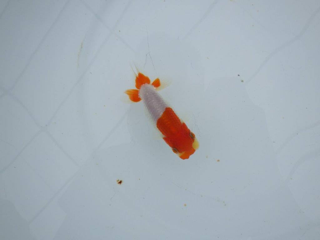 【三河金鱗会　当歳魚　小の部 】残念賞B　約9,5cm  メス？