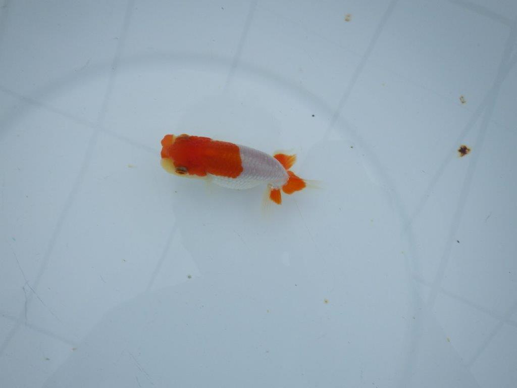 【三河金鱗会　当歳魚　小の部 】残念賞B　約9,5cm  メス？