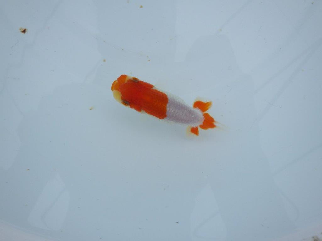 【三河金鱗会　当歳魚　小の部 】残念賞B　約9,5cm  メス？
