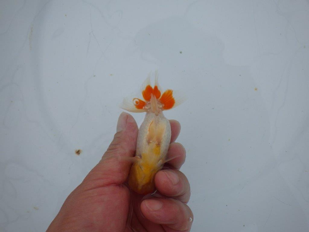 【三河金鱗会　当歳魚　小の部 】残念賞B　約9,5cm  メス？