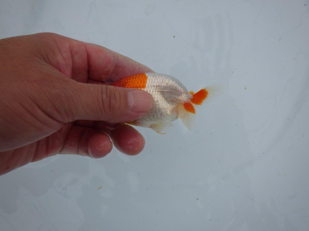 【三河金鱗会　当歳魚　小の部 】残念賞B　約9,5cm  メス？