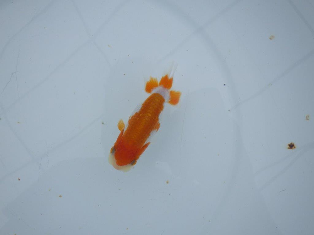 【三河金鱗会　当歳魚　小の部 】西前頭十　約10cm  メス？