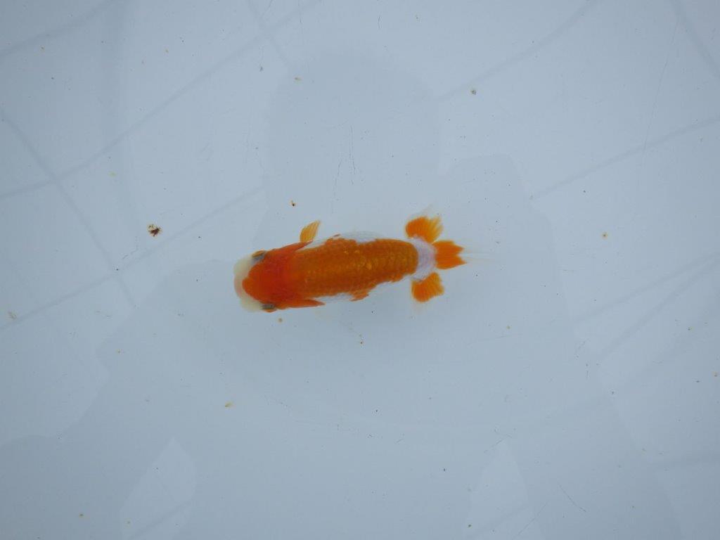 【三河金鱗会　当歳魚　小の部 】西前頭十　約10cm  メス？