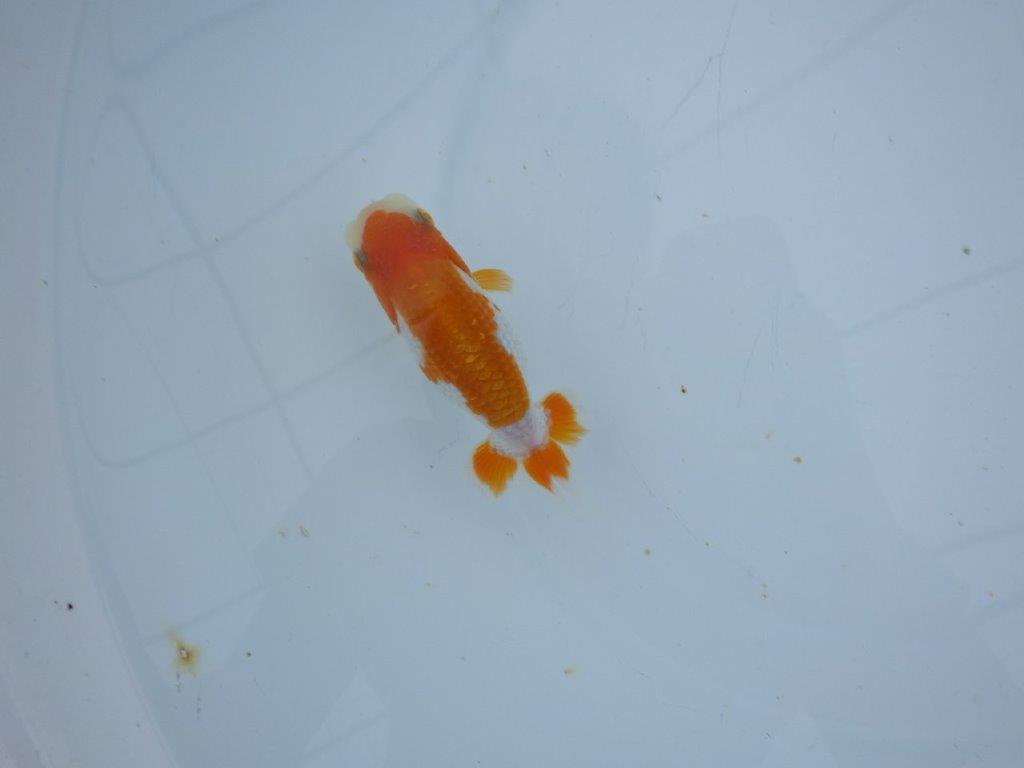 【三河金鱗会　当歳魚　小の部 】西前頭十　約10cm  メス？