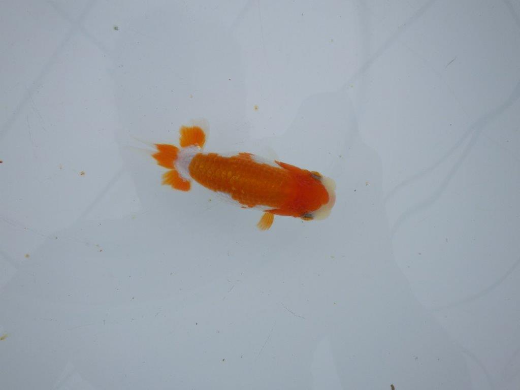 【三河金鱗会　当歳魚　小の部 】西前頭十　約10cm  メス？