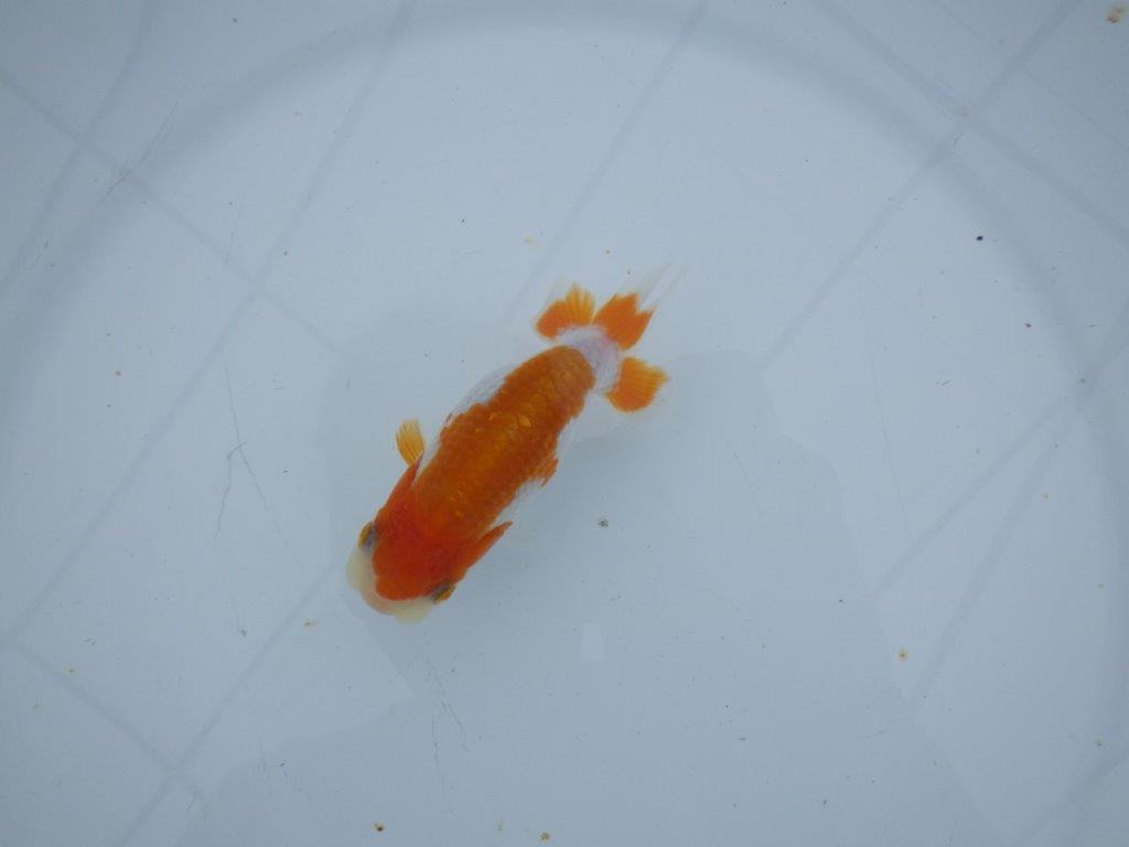 【三河金鱗会　当歳魚　小の部 】西前頭十　約10cm  メス？