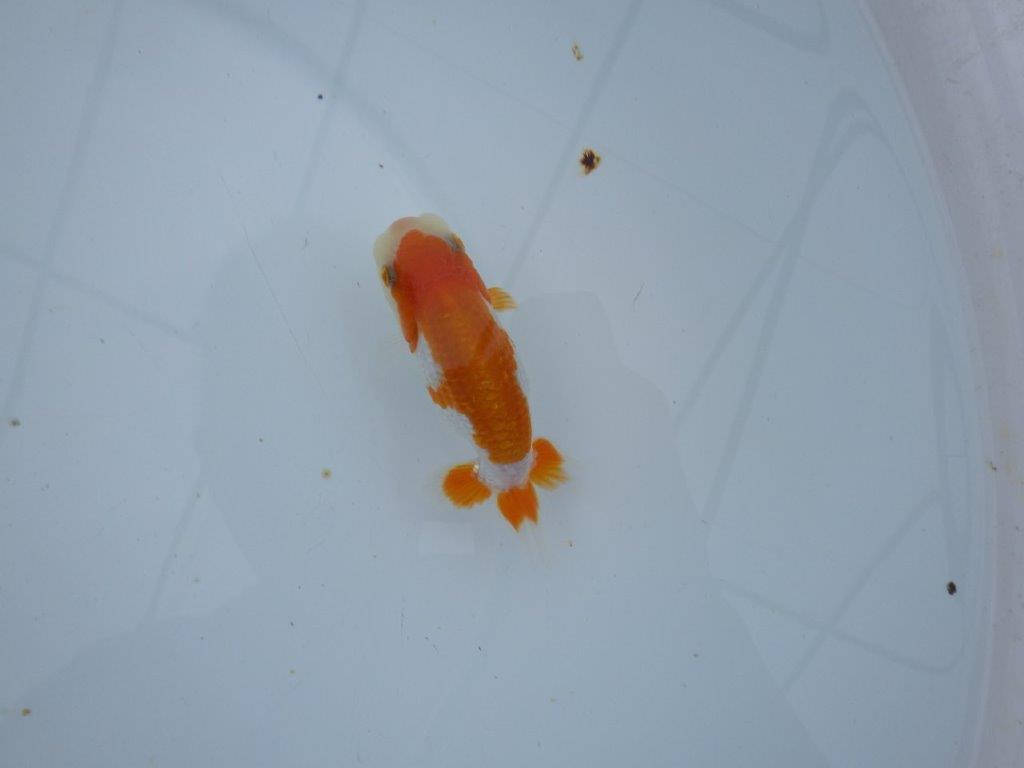 【三河金鱗会　当歳魚　小の部 】西前頭十　約10cm  メス？