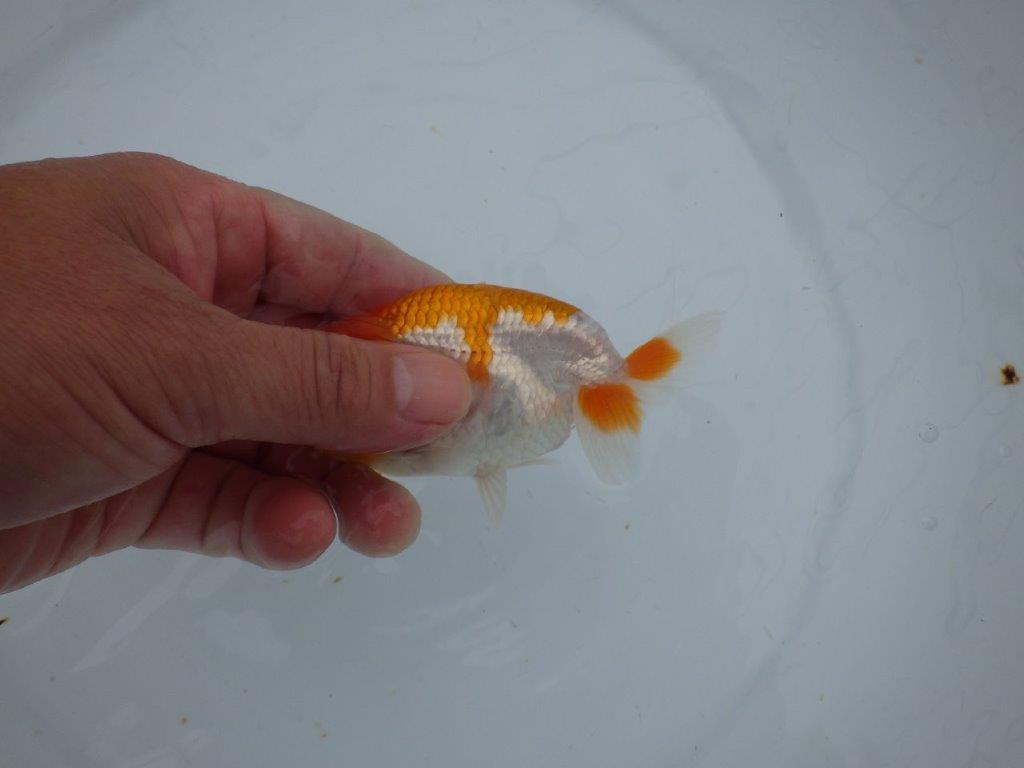 【三河金鱗会　当歳魚　小の部 】西前頭十　約10cm  メス？
