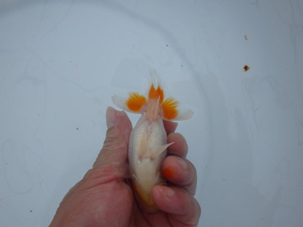 【三河金鱗会　当歳魚　小の部 】西前頭十　約10cm  メス？