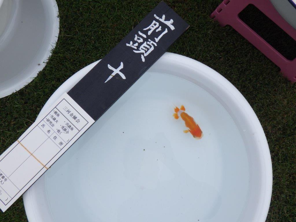 【三河金鱗会　当歳魚　小の部 】西前頭十　約10cm  メス？