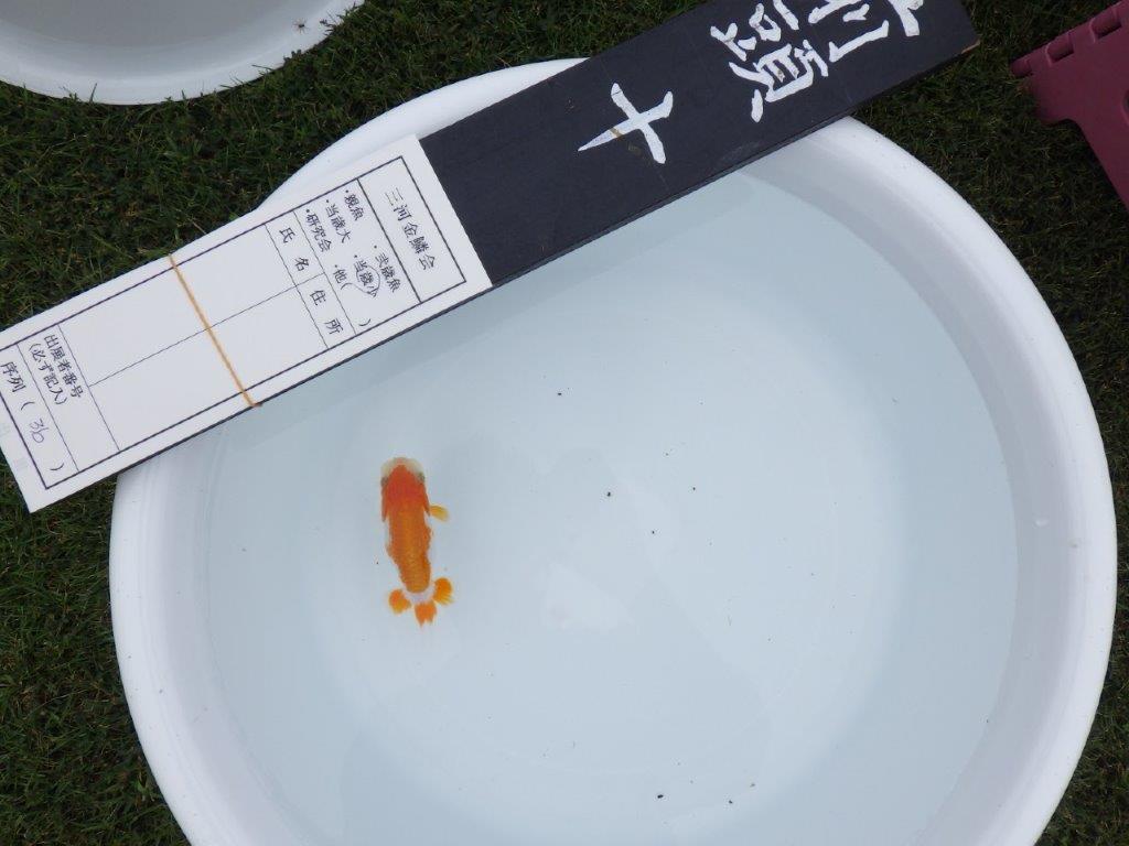 【三河金鱗会　当歳魚　小の部 】西前頭十　約10cm  メス？