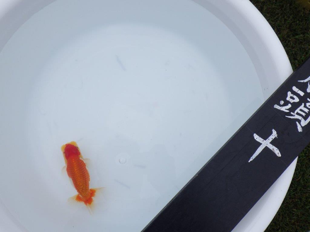 【三河金鱗会　当歳魚　小の部 】東前頭十　約12cm   オス？