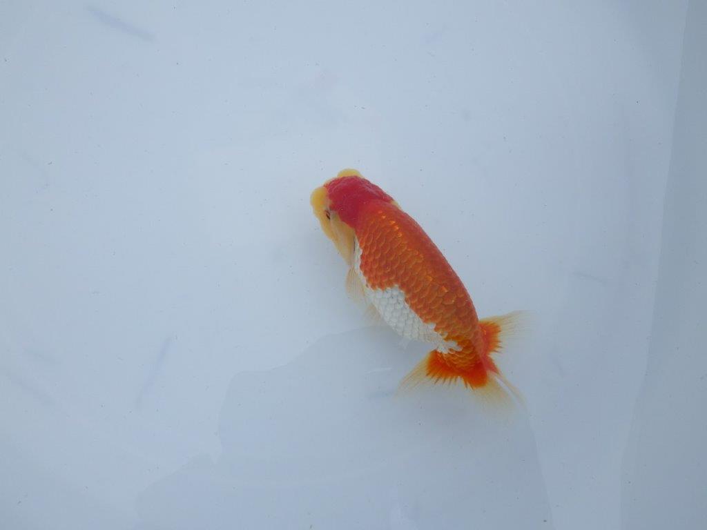 【三河金鱗会　当歳魚　小の部 】東前頭十　約12cm   オス？