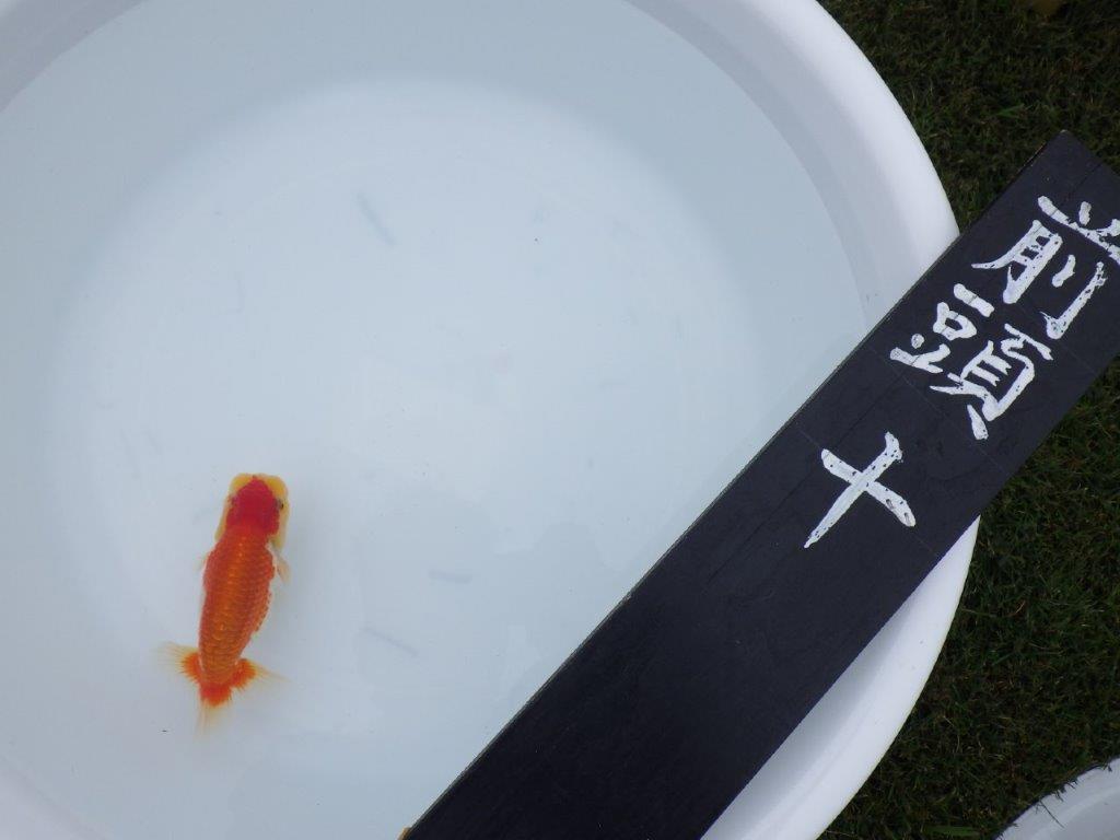 【三河金鱗会　当歳魚　小の部 】東前頭十　約12cm   オス？