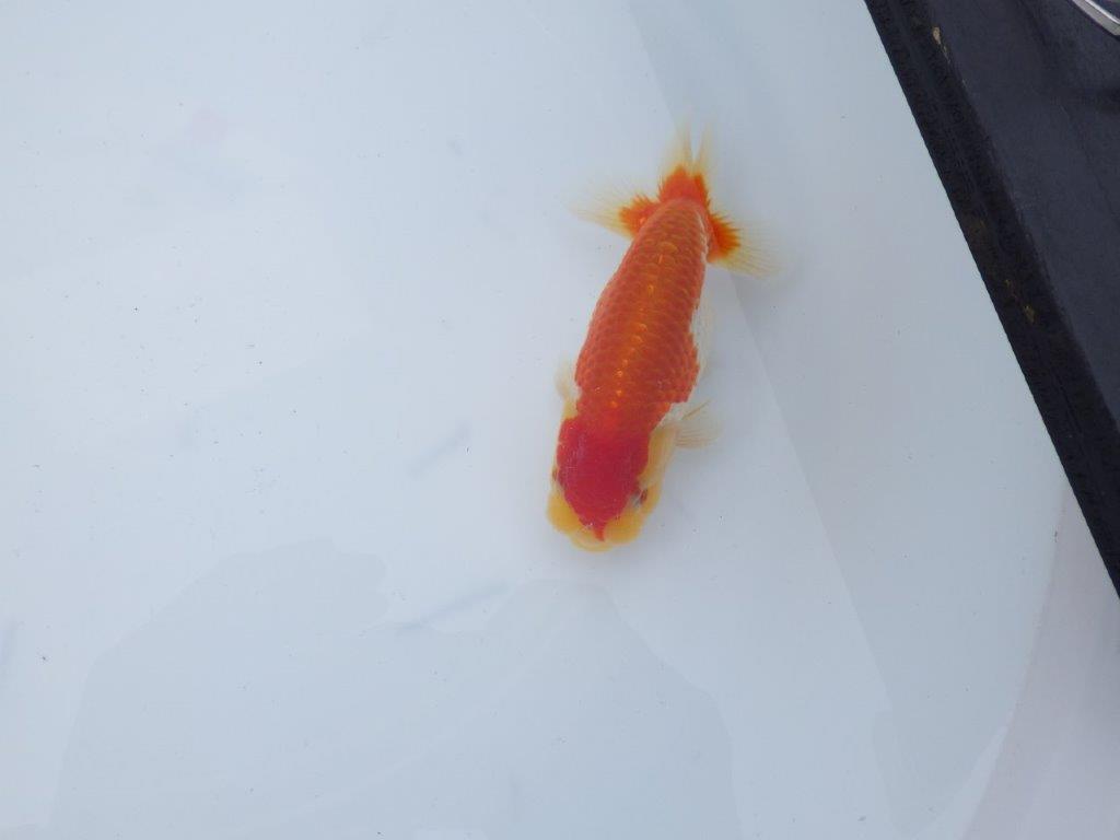 【三河金鱗会　当歳魚　小の部 】東前頭十　約12cm   オス？