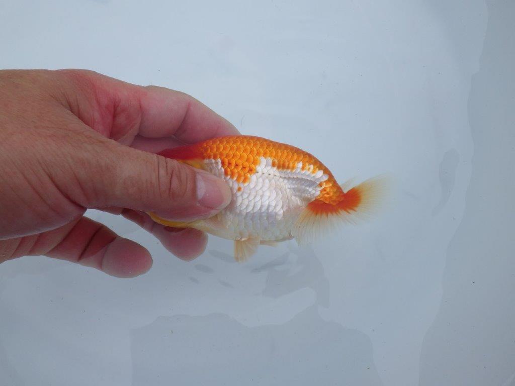 【三河金鱗会　当歳魚　小の部 】東前頭十　約12cm   オス？