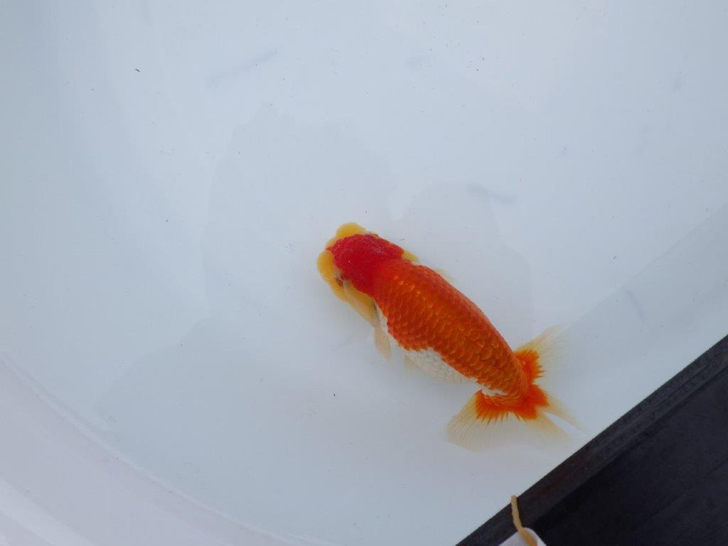 【三河金鱗会　当歳魚　小の部 】東前頭十　約12cm   オス？