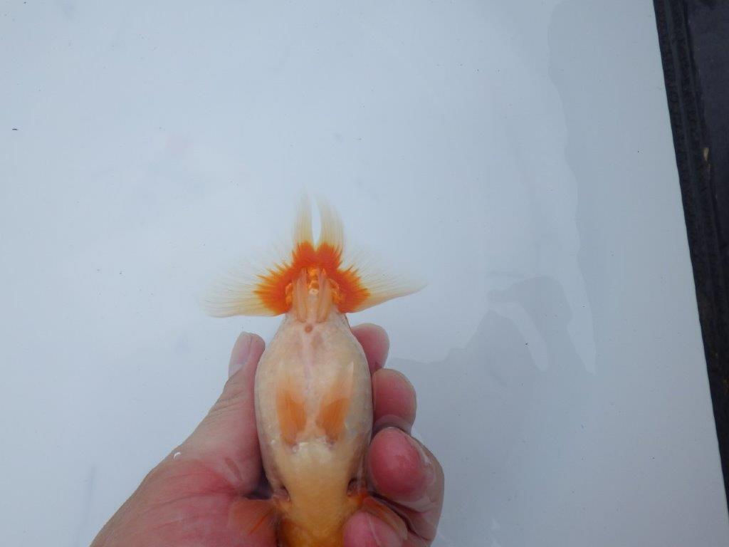 【三河金鱗会　当歳魚　小の部 】東前頭十　約12cm   オス？