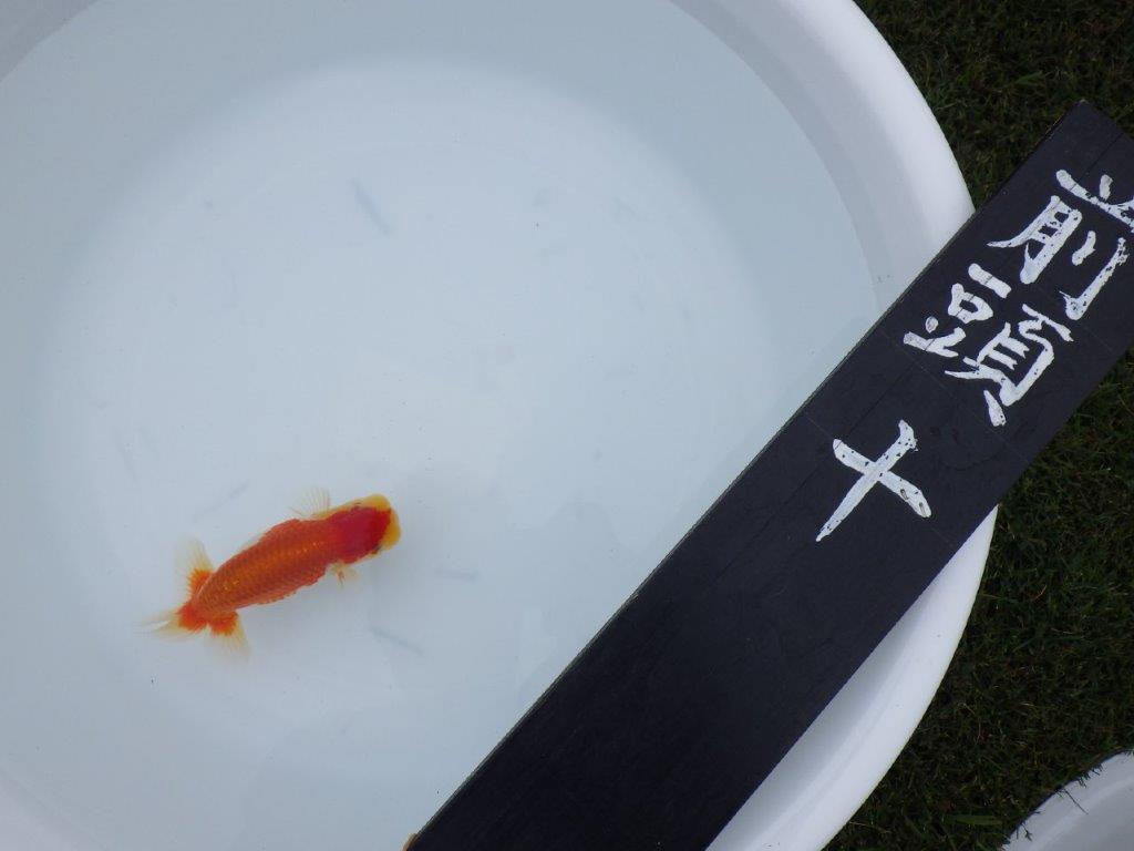 【三河金鱗会　当歳魚　小の部 】東前頭十　約12cm   オス？