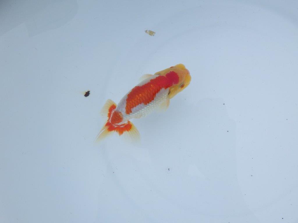 【三河金鱗会　当歳魚　小の部 】西前頭八　約12cm   オス？