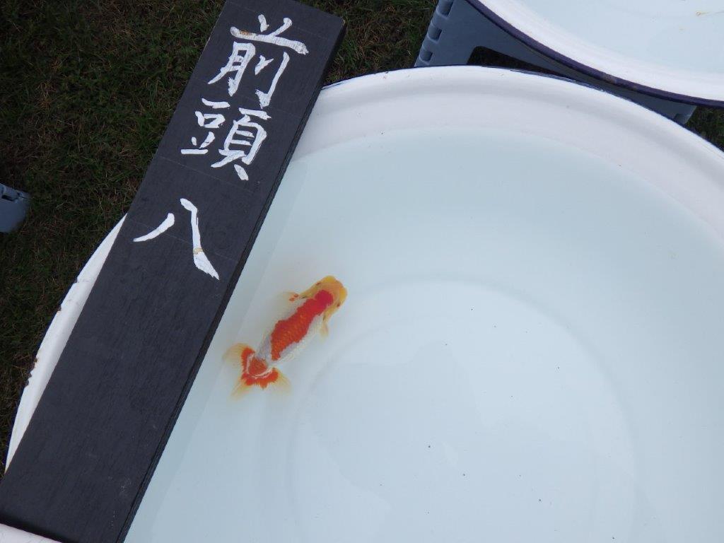 【三河金鱗会　当歳魚　小の部 】西前頭八　約12cm   オス？